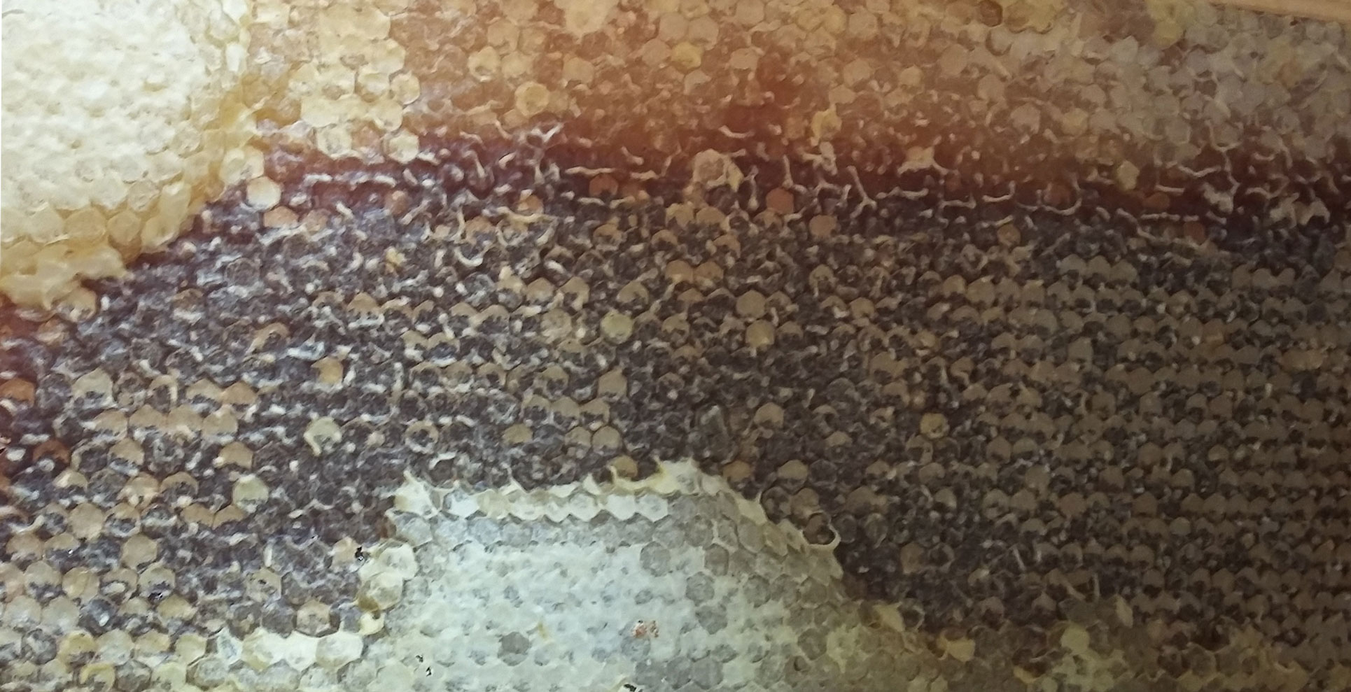 Different colors of honey on a frame