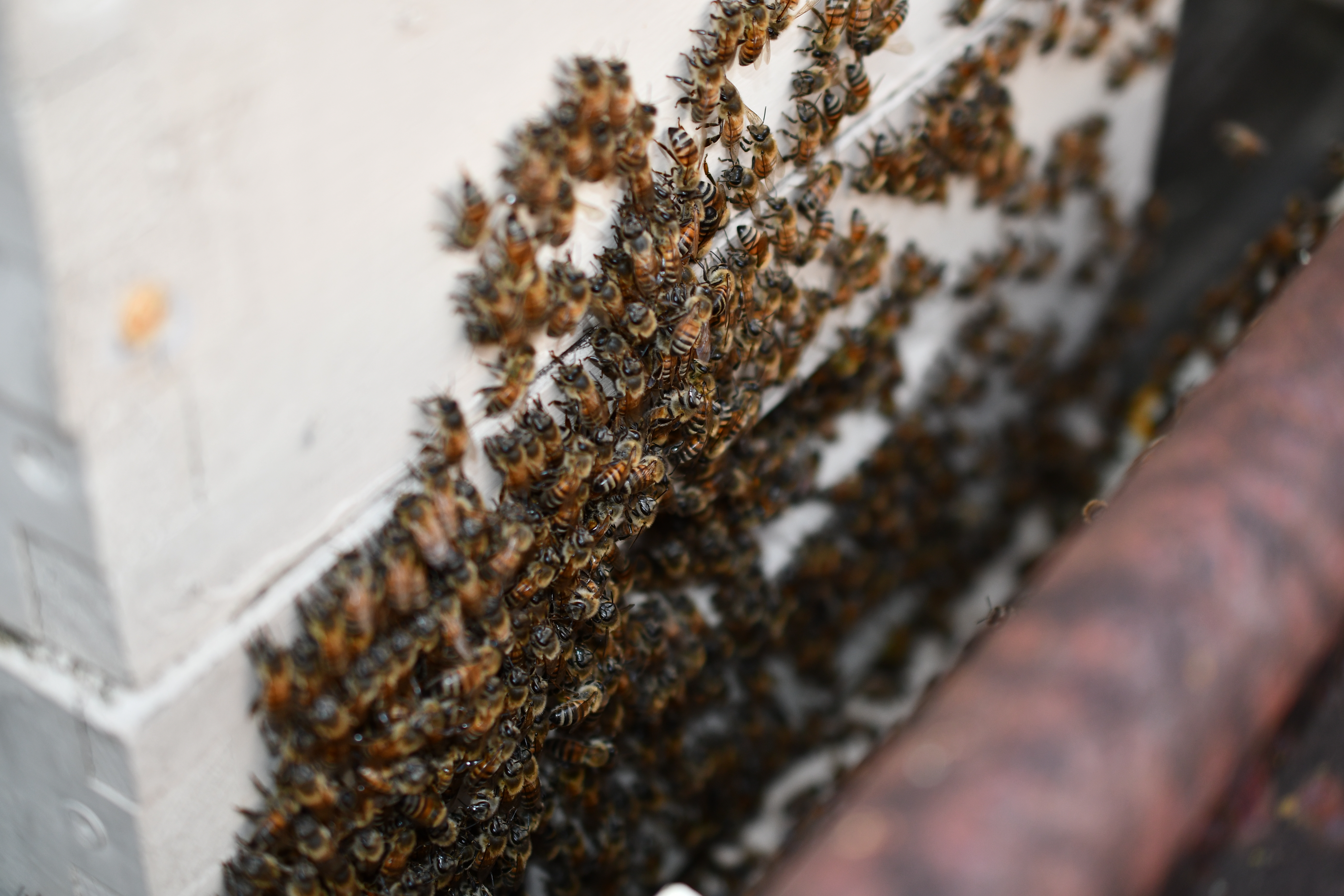 Bees on front of hive, washboarding.
